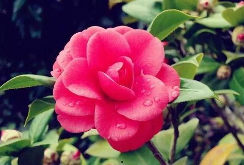 娱乐吃瓜酱山茶花